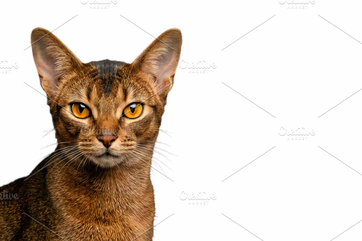 portrait of Abyssinian Cat Head, an Animal Photo by VetalStock (Photo 2 of 2)