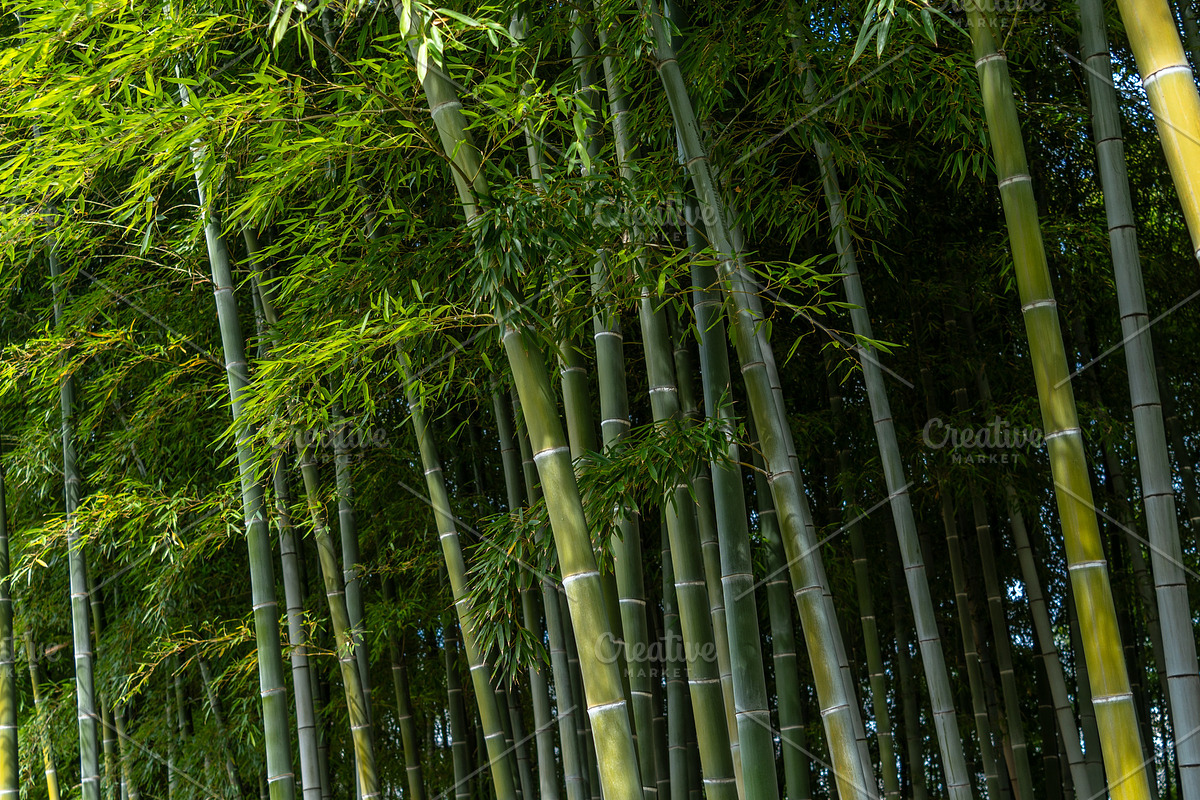Bamboo forest in Shukkei-en Garden, Hiroshima, Japan, a Nature Photo by GoodGoods (Photo 2 of 2)