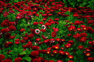 Vibrant red flowers bloom in a Reykjavik, Iceland, garden with lush greenery, a Photo by AS photostudio