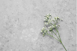 Small white flowers of gypsophila on