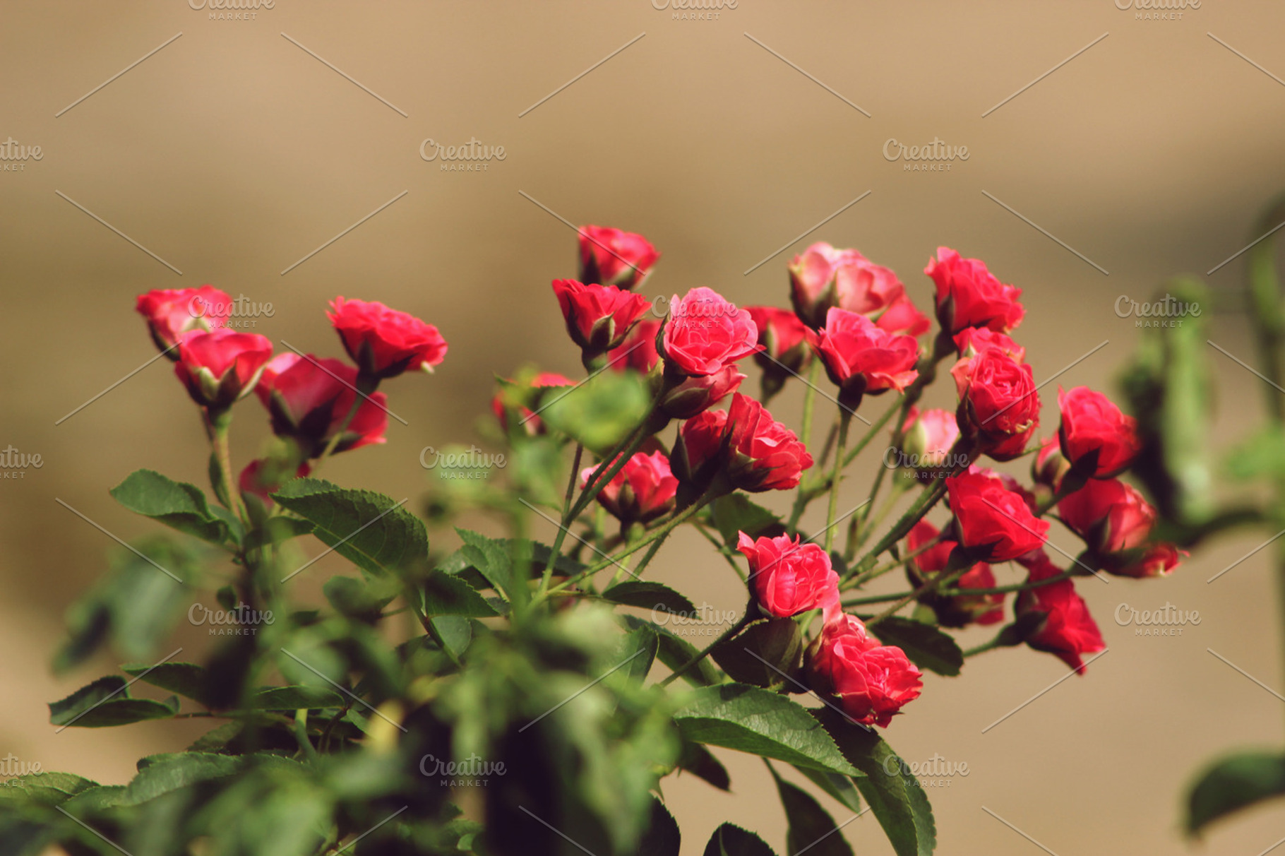 Roses Bloom