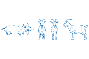 Hand Drawn Goat Vector Illustration, an Animal Illustration by MkStudio