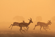 Springbok - Wildlife Colors Wild, an Animal Photo by Wildlife Wonder (Thumbnail 2 of 2)