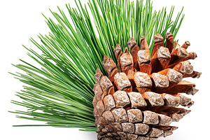Conifer cone or cedar cone, a Nature Photo by Volff