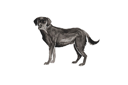 Watercolor Black Labrador Clipart