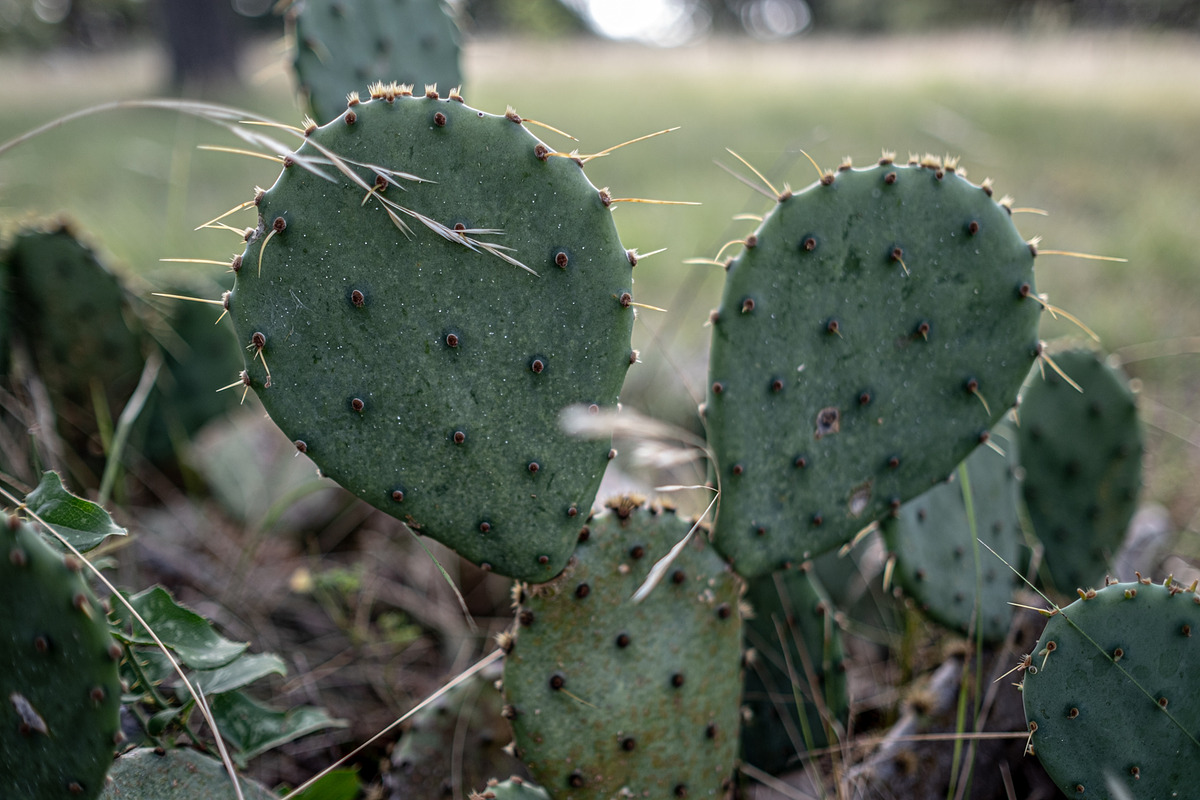 Prickly Pear Cactus Patch, a Nature Photo by Snake Eye Media (Photo 1 of 2)
