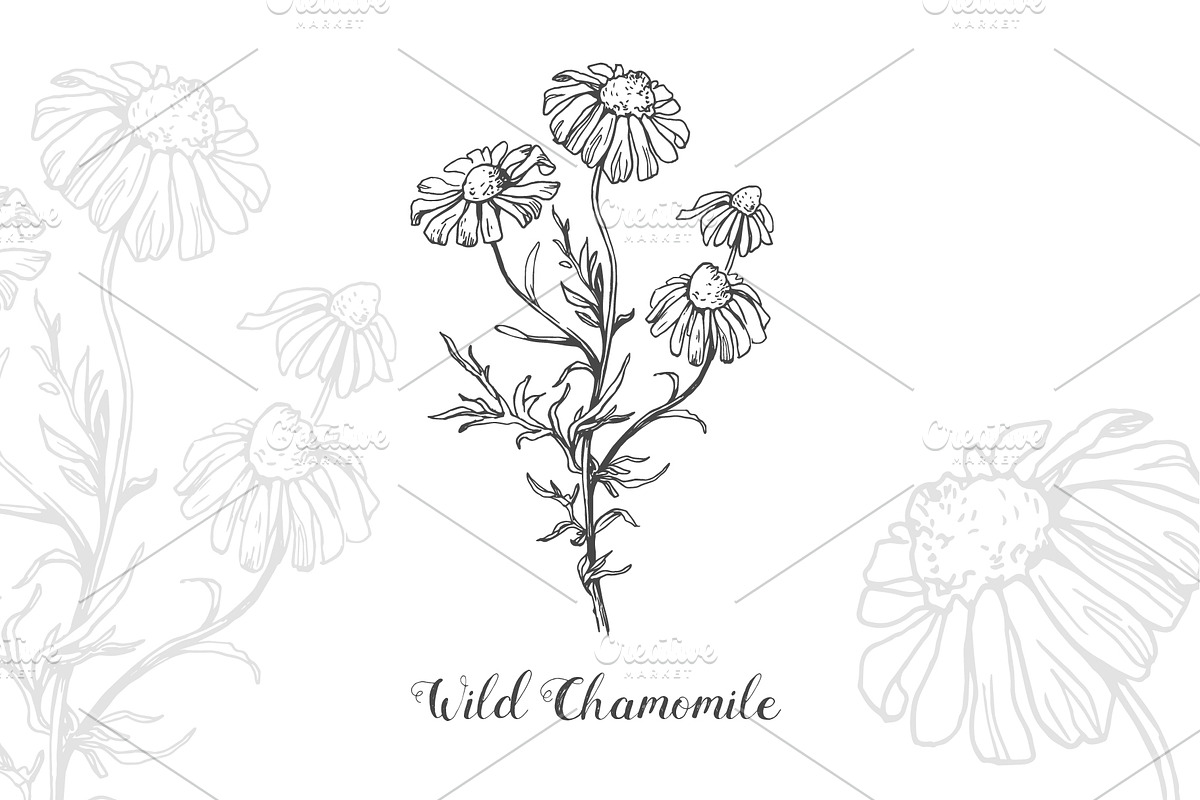 Botanical Vector Illustrations, an Illustration by FoxyImage (Photo 2 of 7)