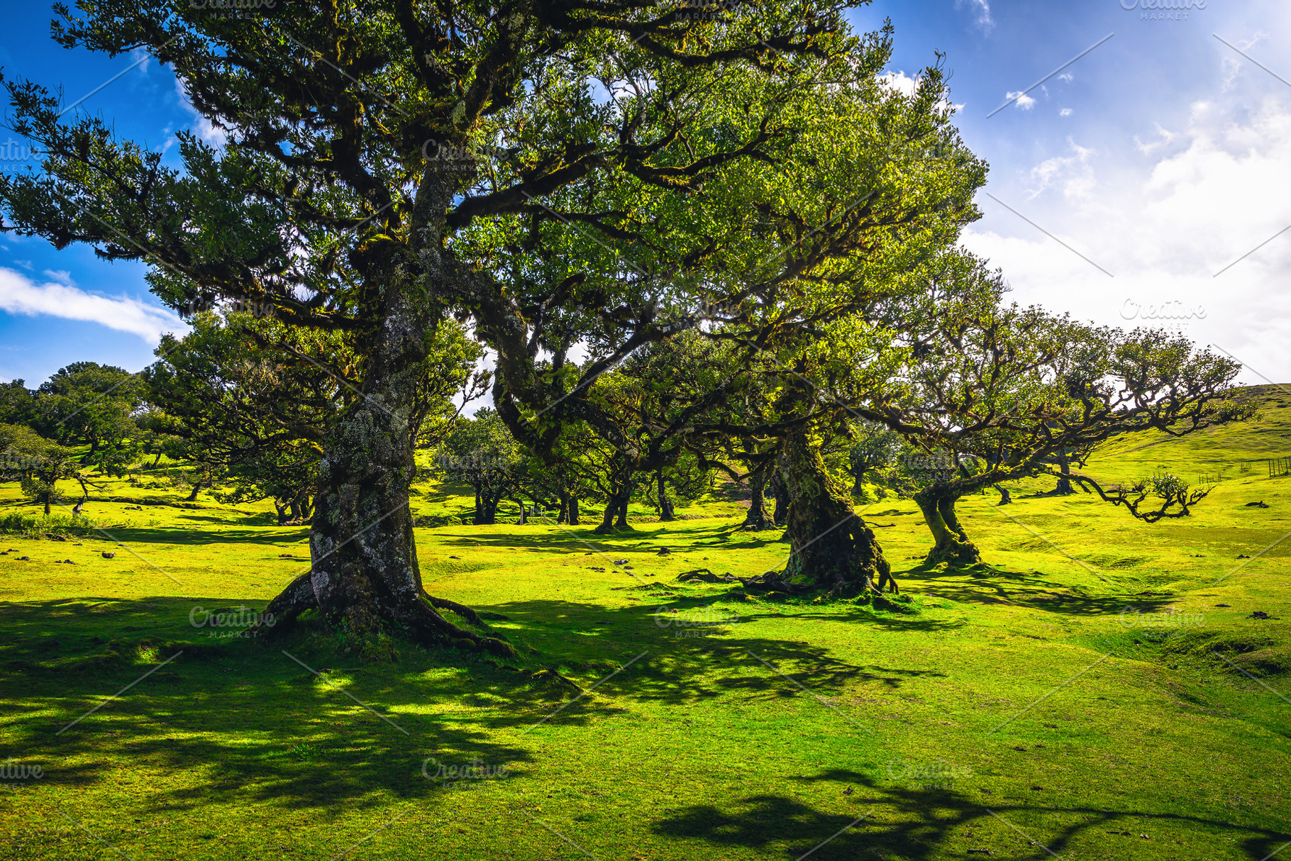 Majestic old laurel trees in Madeira, a Nature Photo by Alpine Dreams