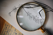 Fern and Grass Silhouettes, a Decorative Illustration by AW Studios (Thumbnail 5 of 6)