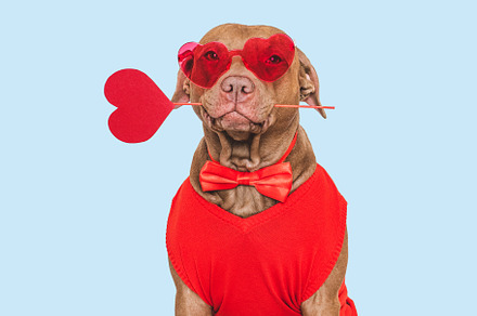 Happy Valentine's Day. Stylish dog and red sunglasses