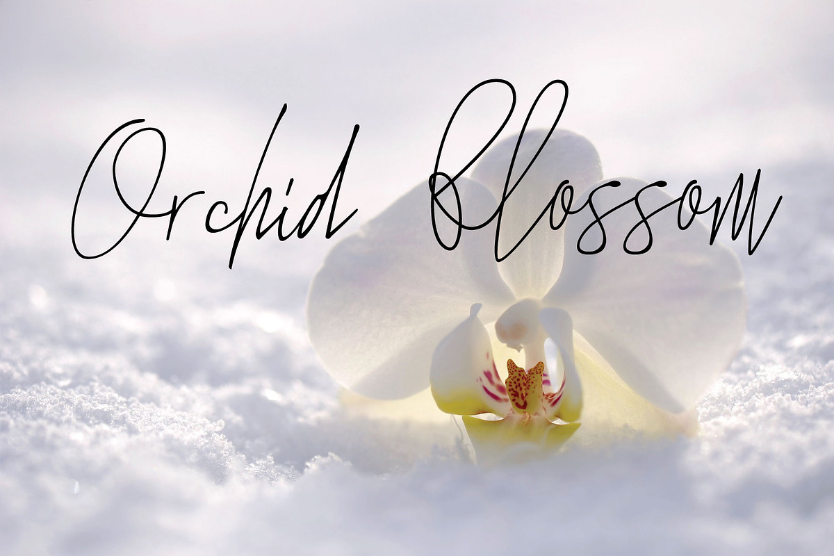 The Standing Still, a Script Font by Gittype (Photo 6 of 12)