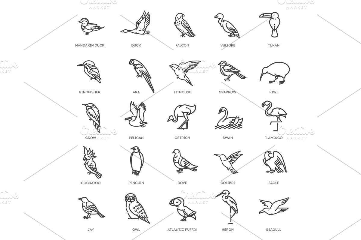 Set of different birds. Vector line, an Animal Illustration by Tettygreen