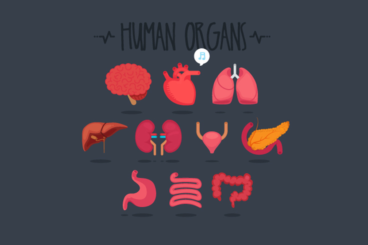 10 Human Organs, an Icon by Beatriz Gascón (Photo 1 of 4)