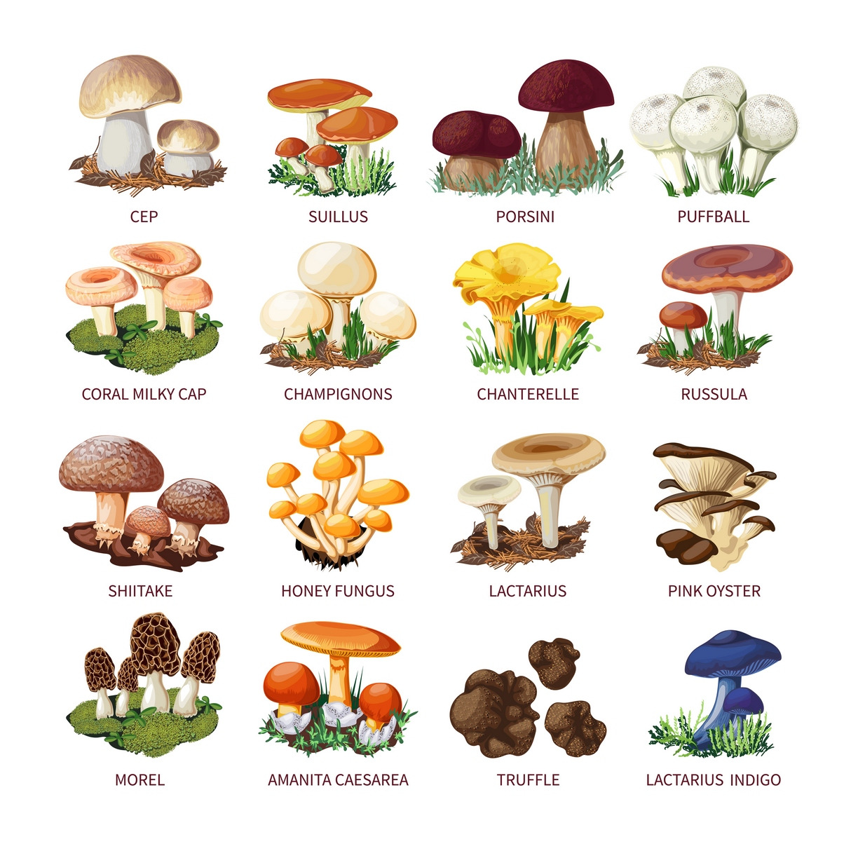 Edible mushrooms and toadstools, an Icon by Macrovector