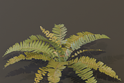 A realistic 3D fern, a Plants & Tree 3D Model by FuturePastCreatives (Thumbnail 3 of 4)