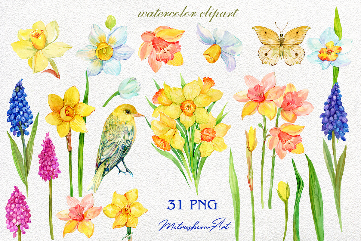 Daffodil  Narcissus  Watercolour, an Illustration by MitrushovaArt (Photo 2 of 7)