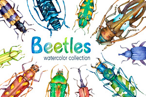 Beetles Watercolor collection