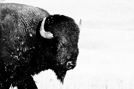 Staredown from Large Buffalo Bison