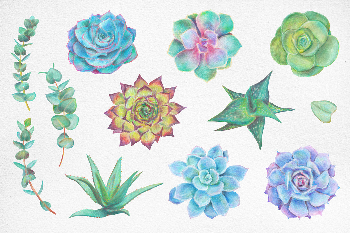 Hand drawn Succulents Clipart, an Illustration by Artemisia_Art (Photo 2 of 6)