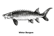 Fish collection, part 3, a Food Illustration by ZotovShop (Thumbnail 10 of 11)