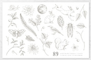 Woodland Sketches Vector Collection, an Animal Illustration by rouxsupplyco (Thumbnail 4 of 19)