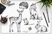 Hand Drawn Woodland Animals, an Animal Illustration by Tommy & Tilly Design (Thumbnail 2 of 2)