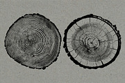 26 Large Tree Ring Textures, a Texture Graphic by Offset (Thumbnail 6 of 16)