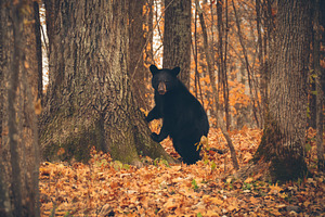 Black Bear Leaning on a Tree
