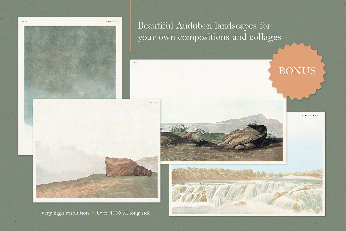 90 Vintage Birds of America, an Illustration by The Object Atlas (Photo 9 of 9)
