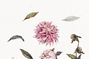 Watercolor Dahlia Floral Elements, a Decorative Illustration by Damian Roh (Thumbnail 8 of 12)