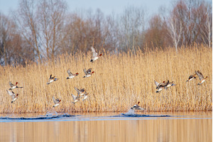 Eurasian Wigeons Taking Off from, an Animal Photo by Pakosta