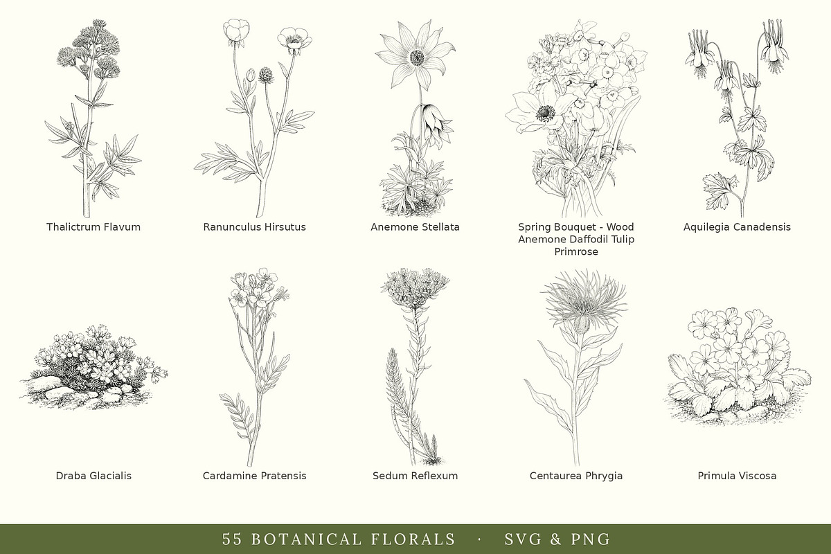 Botanical Floral Line Art Collection, a Decorative Illustration by AW Studios (Photo 2 of 9)