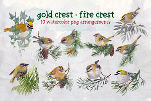 Gold Crest Bird Watercolor Clipart