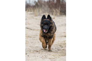 German Shepherd Dog on the beach at, an Animal Photo by COLORFUL