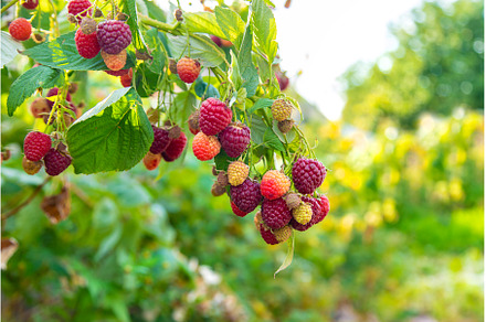 Raspberries grow in the garden, a Food & Drink Photo by yanadjana