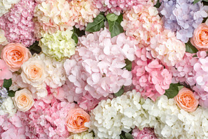 Multicolored hydrangeas and roses in close-up floral wall backgr, a Photo by Dvoevnore photos