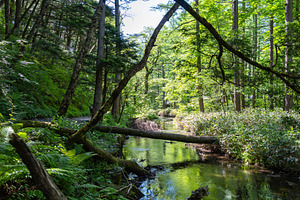 Gokusama wetlands and forest reflections in Kamikochi, Japan, a Nature Photo by GoodGoods