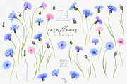 Knapweed and wildflowers collection, an Illustration by ReachDreams (Thumbnail 2 of 12)