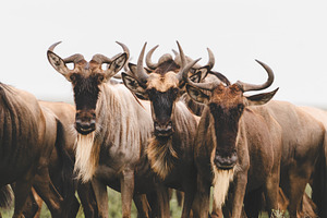 African Wildebeest Herd in Serengeti, an Animal Photo by WndrLan Photography