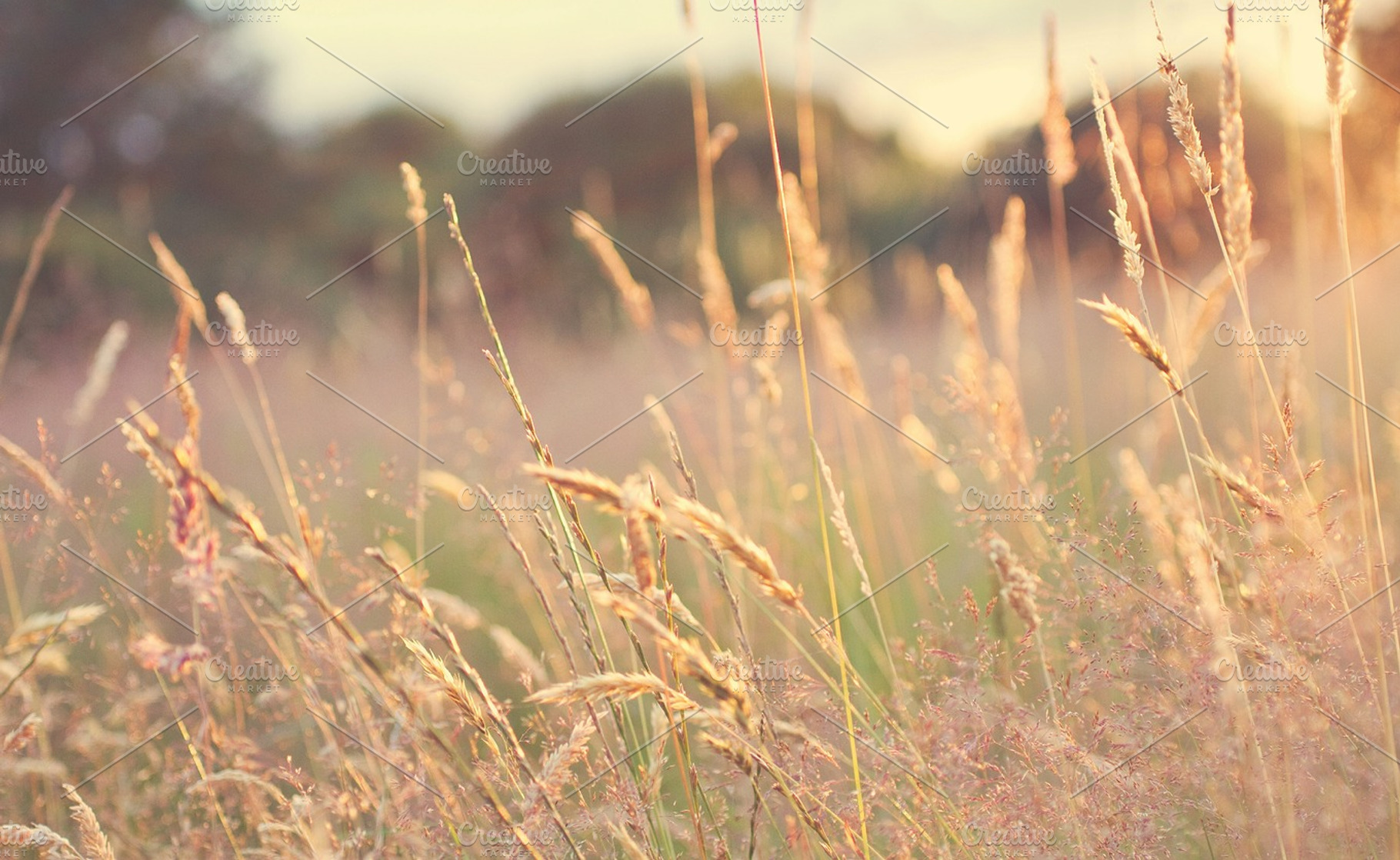 Late Evening, a Nature Photo by Purpleface Photography