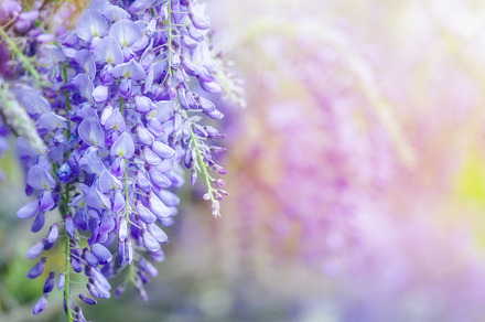beautiful flowers made with color filters. abstract nature spring Background, a Nature Photo by natalidorokhina