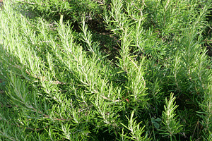 rosemary plant scient. name Rosmarinus, a Photo by WorldOfPhotos