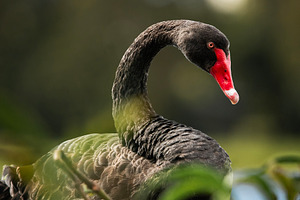 Black Swan Bird
