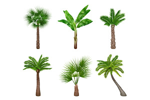 Palm Tree Realistic. Exotically