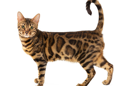 Bengal cat isolated on white