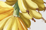 Botanical Illustrations -Fruit, an Illustration by BlackBird Foundry (Thumbnail 3 of 4)