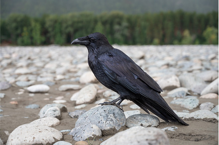 Black bird raven, an Animal Photo by Jan Jack Russo Media