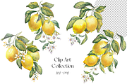 Lemon Garden Watercolor Cliparts, a Decorative Illustration by Jeanna Draw (Thumbnail 4 of 11)