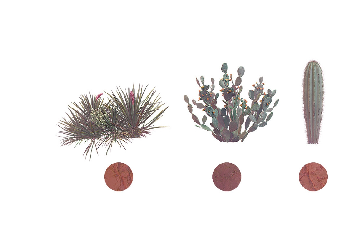 Sahara Flowers #01, a Product Mockup by ARKS ACADEMY (Photo 3 of 10)
