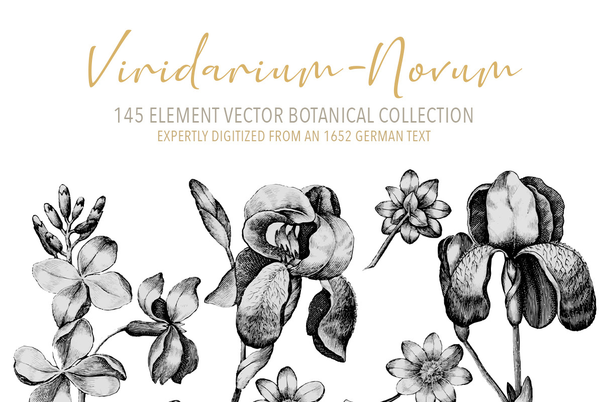 Vintage Engraved Botanical Elements, an Illustration by Jennadesigns (Photo 7 of 12)
